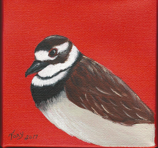 "Killdeer" mini acrylic painting