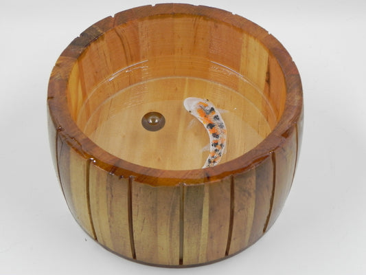 "White/Orange/Black Koi" in a Barrel